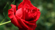 HOW WE PRODUCE ROSES OF SUPREME BEAUTY 
