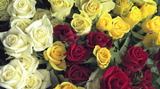 ROSARY GARDENS IS THE FIRST SUPPLIER OF READY BOUQUETS ON THE ISLAND
